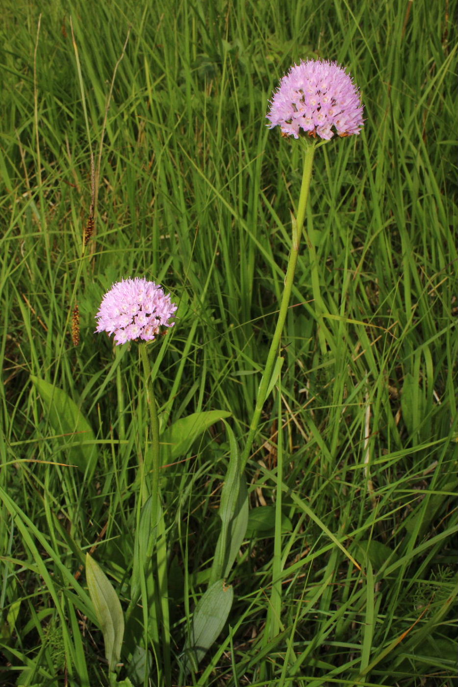 Traunsteinera globosa / Orchide dei pascoli